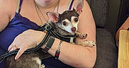 Groot is registered to the contest to win money with this photo: chair, chihuahua, cozy, cuddling, dog, dogs, furniture, glasses, harness, indoors, leash, person, pet, portrait, purple_clothing, service_dog, sitting, small_dog, watch, woman