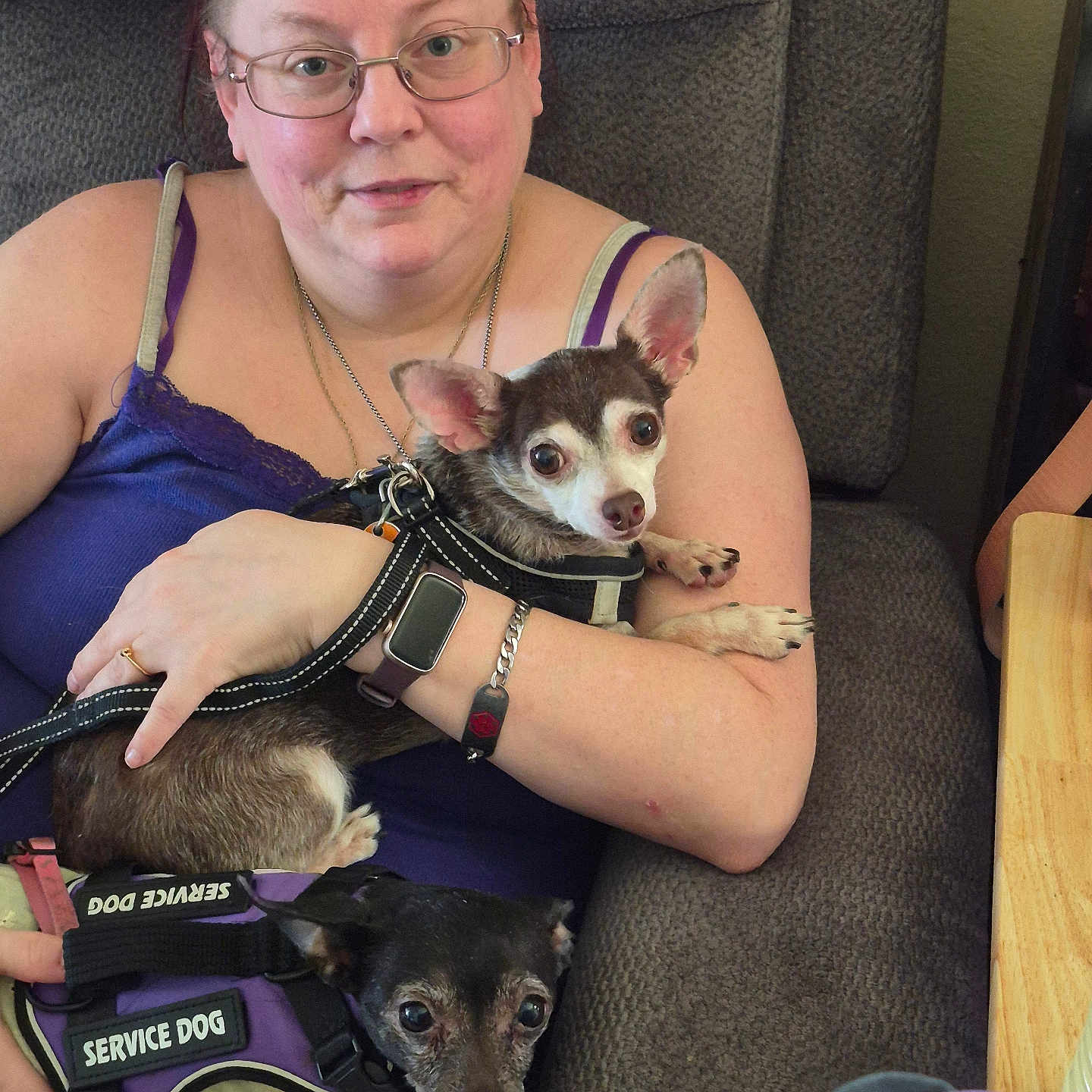 Groot is registered to the contest to win money with this photo: chair, chihuahua, cozy, cuddling, dog, dogs, furniture, glasses, harness, indoors, leash, person, pet, portrait, purple_clothing, service_dog, sitting, small_dog, watch, woman