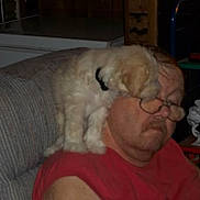 Jazzy joined the competition — help win amazing prizes! man, puppy, dog, glasses, chair, indoor, sitting, sleeveless_shirt, shelf, furniture, mustache, red_shirt, pet, cute, cozy, home, sleepy, light, animal, interaction