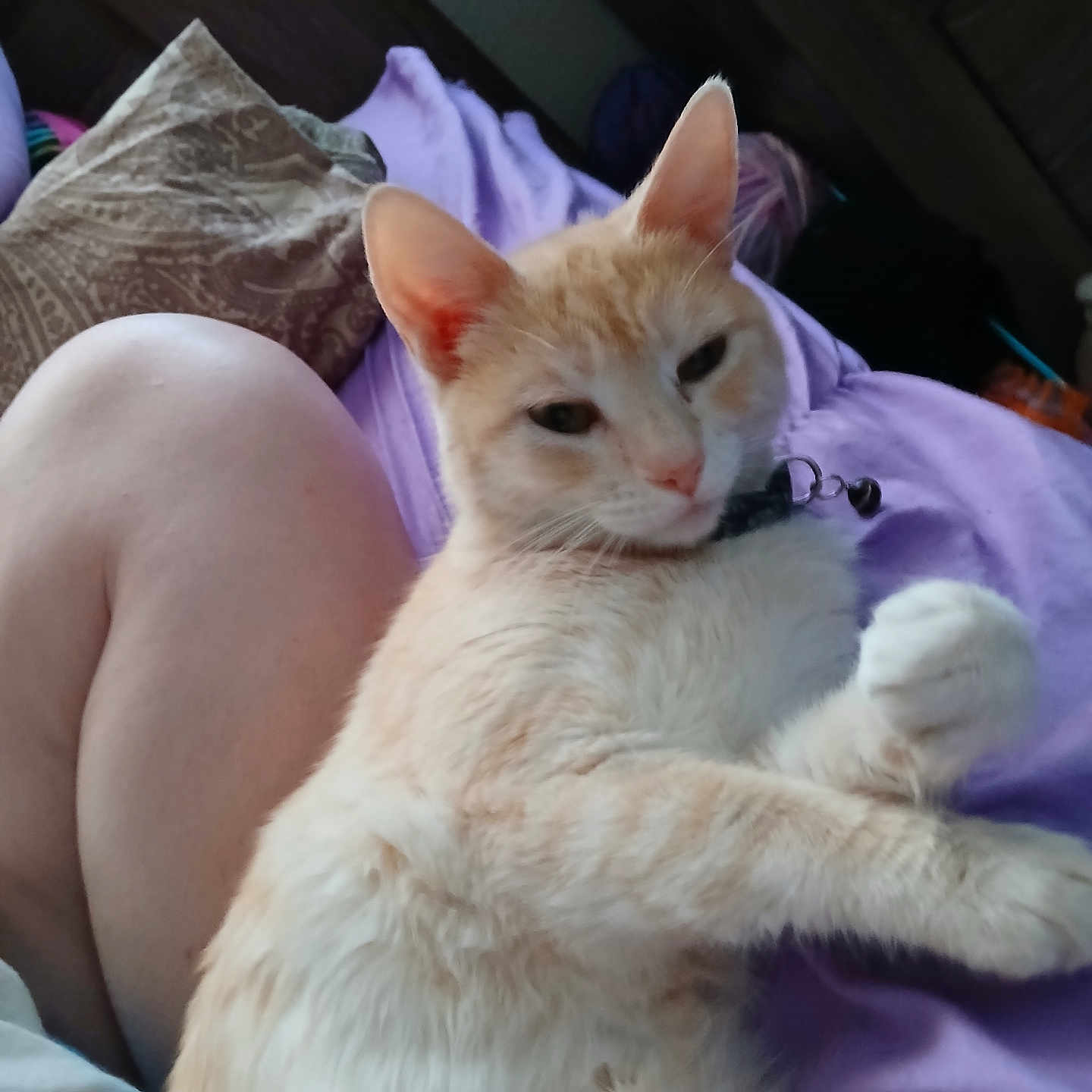 Snowball joined the competition — help win amazing prizes! abyssinian, animal, bed, bedroom, blanket, cat, chair, couch, cushion, furniture, homedecor, indoors, kitten, linen, manx, person, pet, room, siamese, sleeping