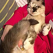 Cali Cat joined the competition — help win amazing prizes! asian, carnivore, cat, domestic_short_haired_cat, fawn, felidae, fur, kitten, mammal, ojos_azules, small_to_medium_sized_cats, snowshoe, tail, vertebrate, whiskers