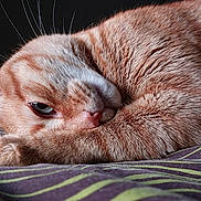Cheddar participe au concours pour gagner de l'argent avec cette photo : cat, orange_tabby, sleeping, close_up, fur, whiskers, blanket, striped, cozy, pet, domestic_cat, resting, cute, animal, indoor, paw, face, eye, curled_up, relaxed