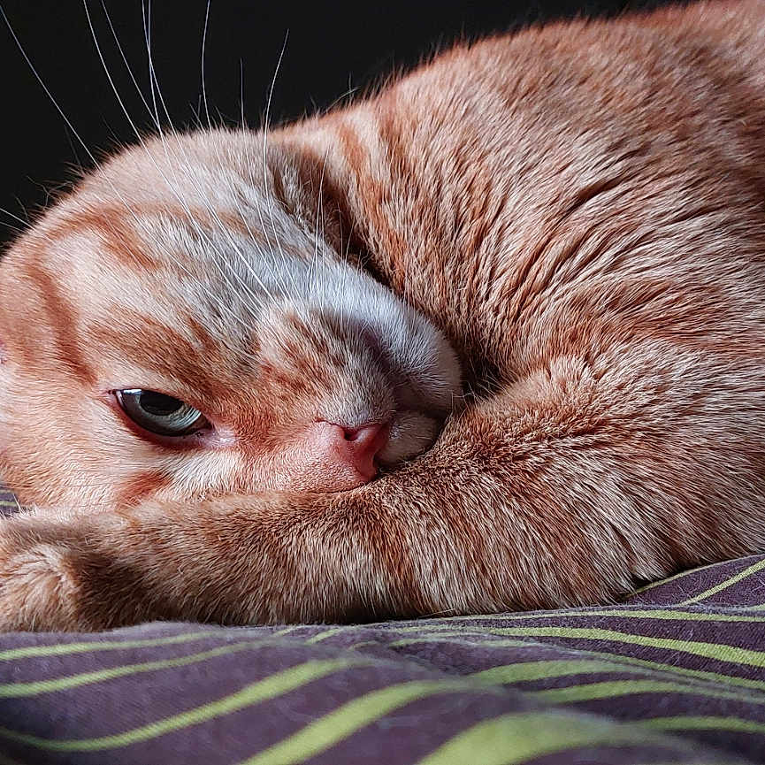 Cheddar participe au concours pour gagner de l'argent avec cette photo : animal, blanket, cat, close_up, cozy, curled_up, cute, domestic_cat, eye, face, fur, indoor, orange_tabby, paw, pet, relaxed, resting, sleeping, striped, whiskers