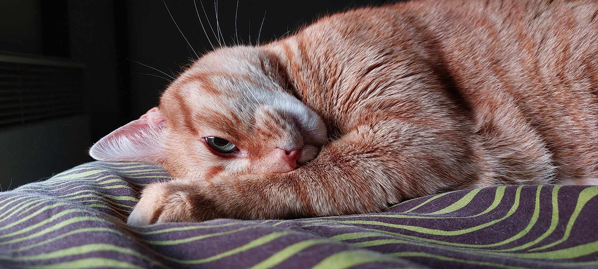 Cheddar participe au concours pour gagner de l'argent avec cette photo : cat, orange_tabby, sleeping, close_up, fur, whiskers, blanket, striped, cozy, pet, domestic_cat, resting, cute, animal, indoor, paw, face, eye, curled_up, relaxed