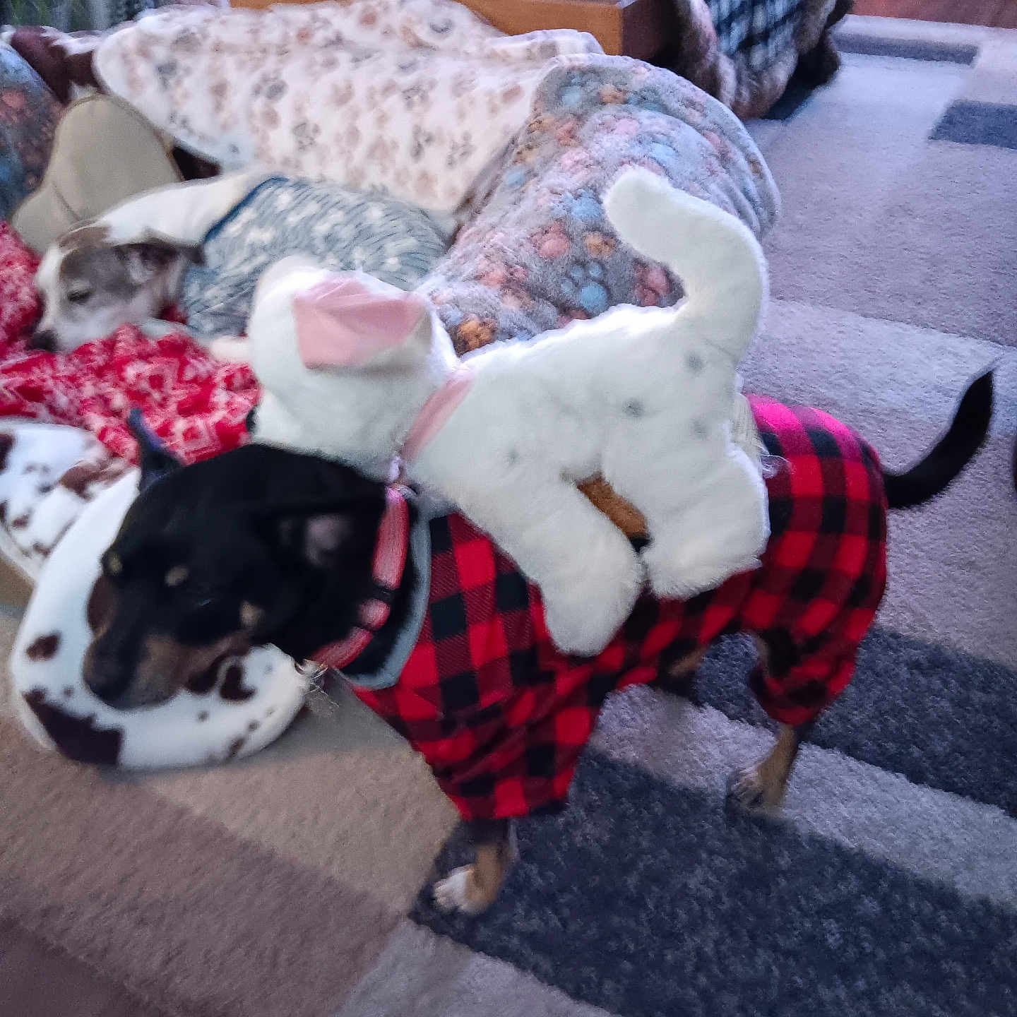 Emmajean is registered to the contest to win money with this photo: animal, architecture, blanket, building, bulldog, canine, couch, cup, cushion, dog, furniture, homedecor, hound, indoors, interiordesign, linen, livingroom, pet, puppy, room