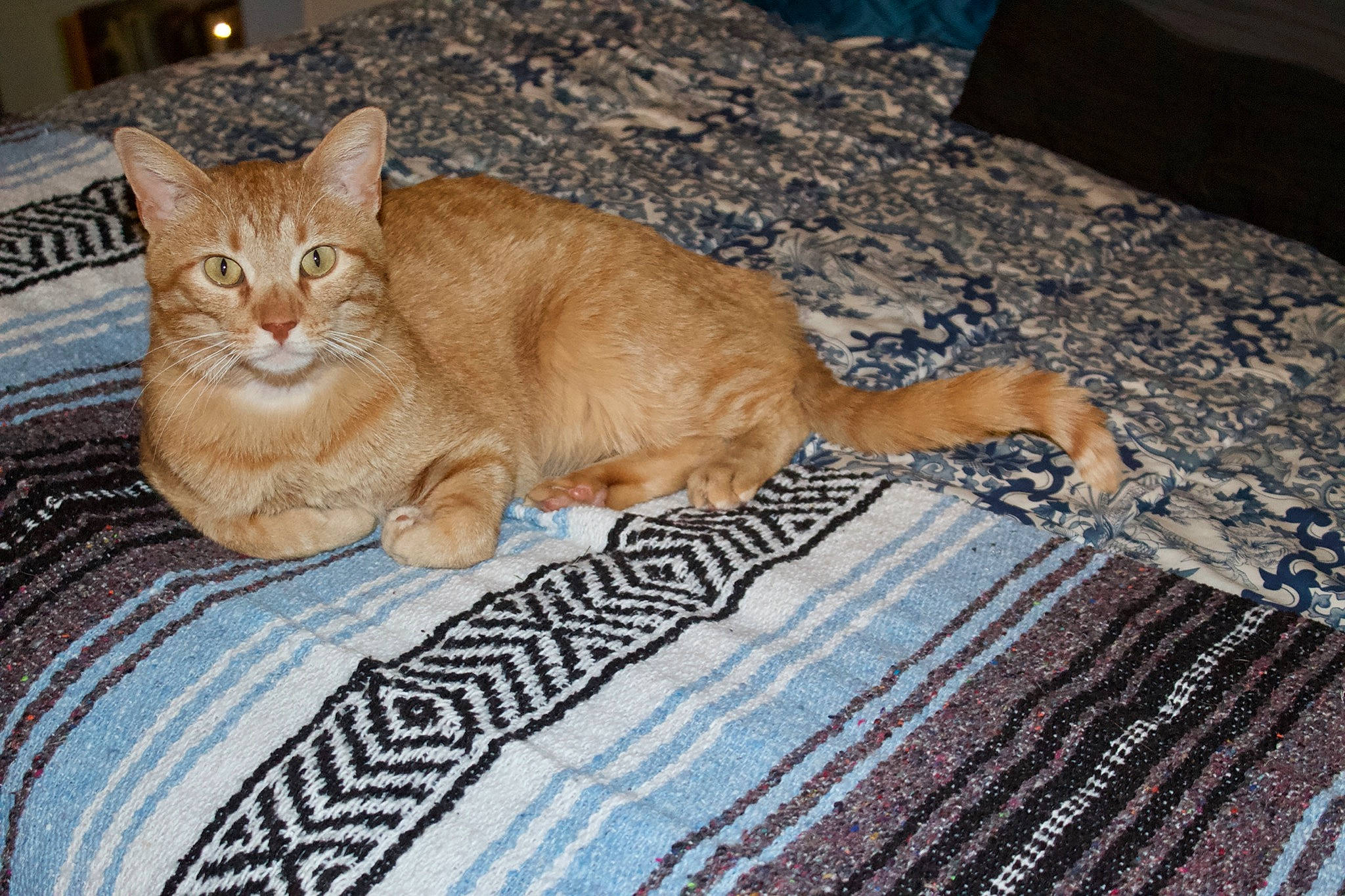 Henri joined the competition — help win amazing prizes! bedding, carnivore, cat, claw, comfort, domestic_short_haired_cat, fawn, felidae, flooring, fur, linens, nap, paw, sitting, small_to_medium_sized_cats, snout, tail, terrestrial_animal, whiskers, wood