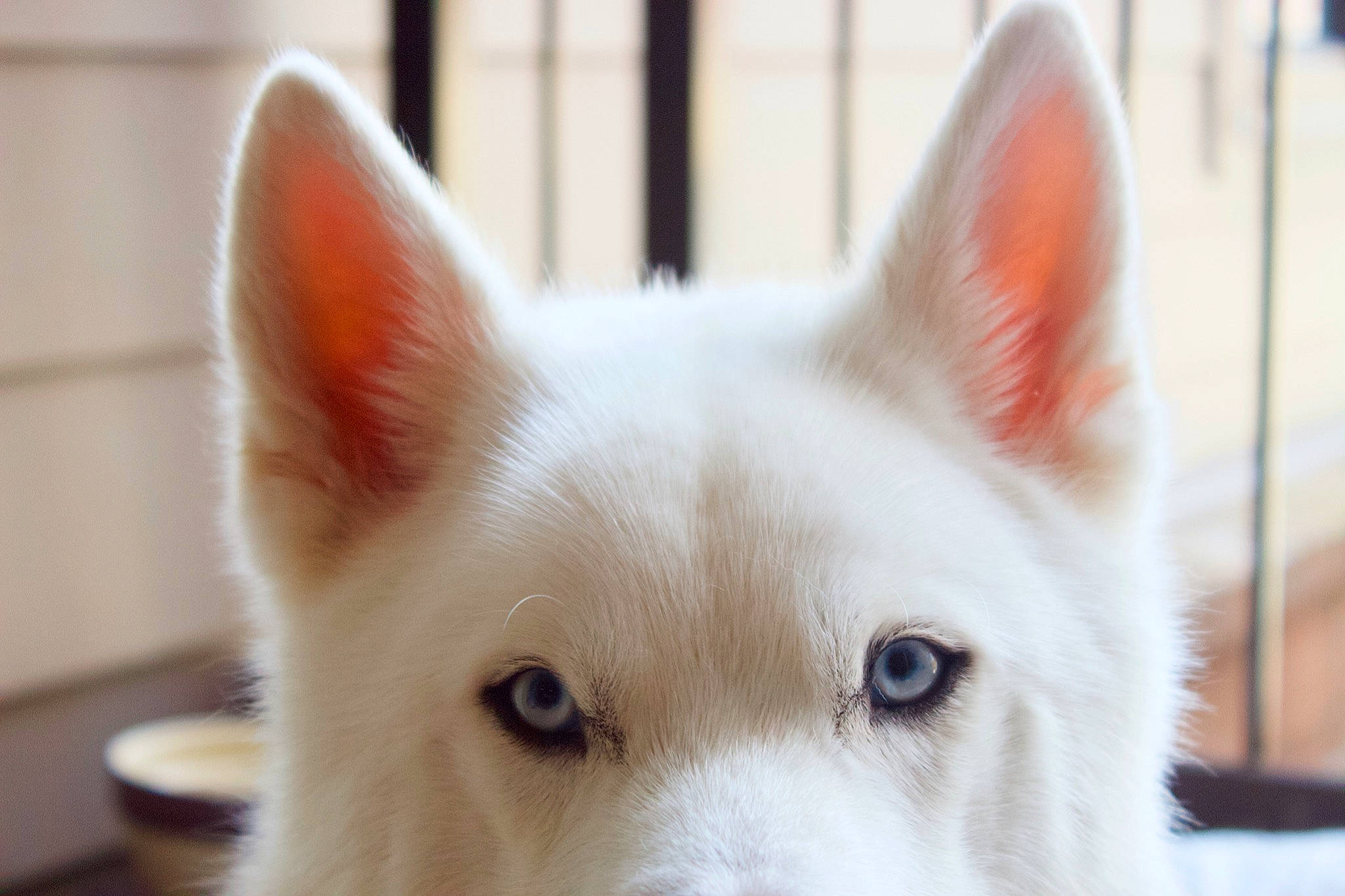 Leonidas is registered to the contest to win money with this photo: canidae, carnivore, companion_dog, dog, dog_breed, ear, eyelash, fawn, fur, non_sporting_group, snout, sporting_group, terrestrial_animal, whiskers, wildlife, working_animal