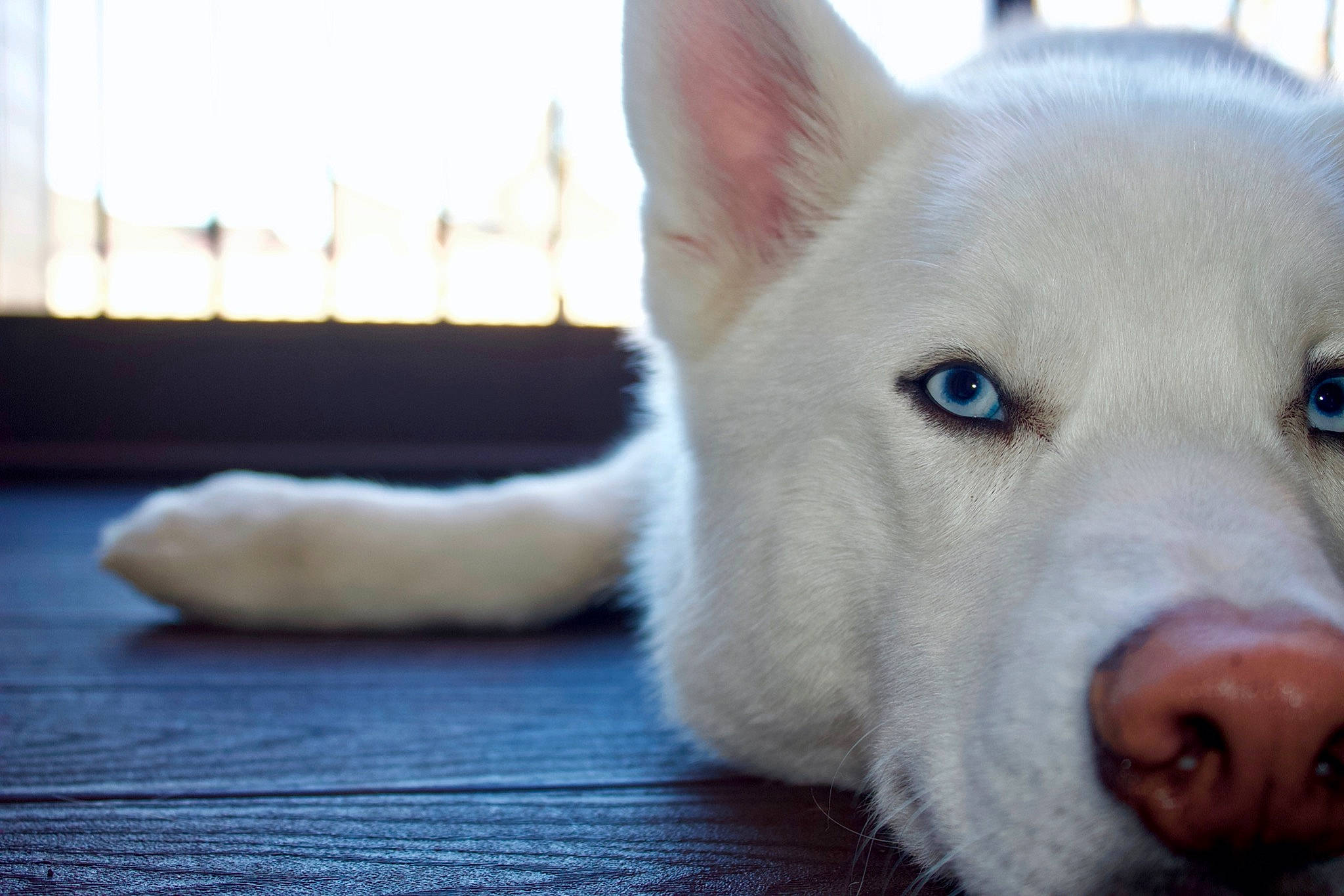 Leonidas is registered to the contest to win money with this photo: ancient_dog_breeds, canidae, canis, carnivore, companion_dog, dog, dog_breed, ear, fawn, flooring, fur, non_sporting_group, puppy, snout, sporting_group, terrestrial_animal, whiskers, wood, working_animal, working_dog