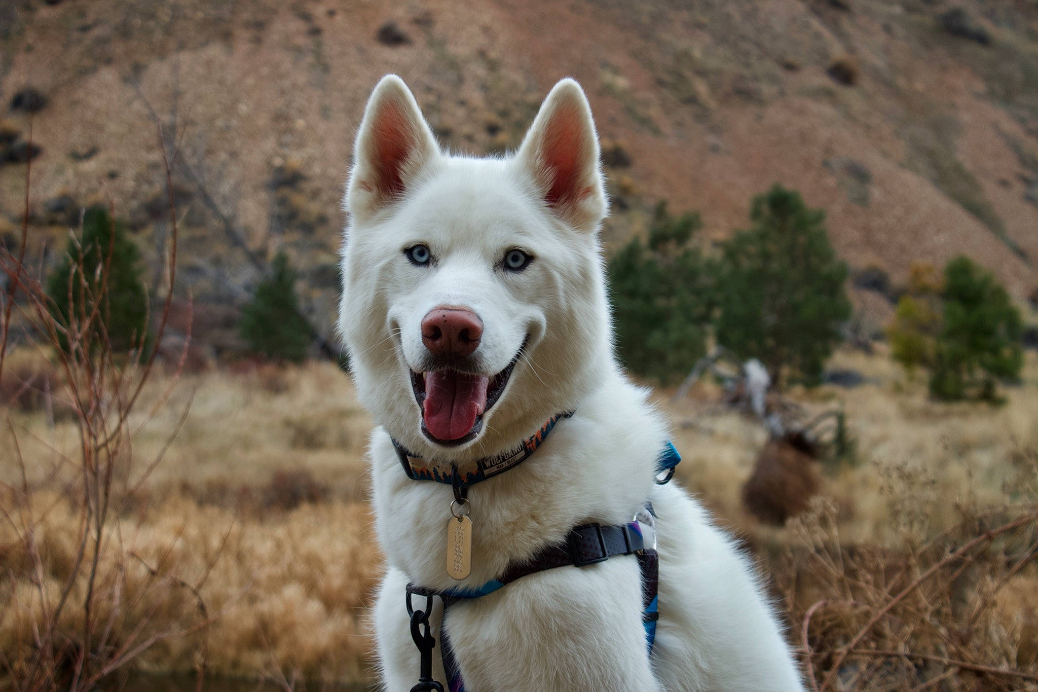 Leonidas is registered to the contest to win money with this photo: canidae, carnivore, collar, companion_dog, dog, dog_breed, dog_collar, dog_hiking, fang, fawn, happy, herding_dog, jaw, leash, plant, snout, sporting_group, wildlife, working_animal, working_dog