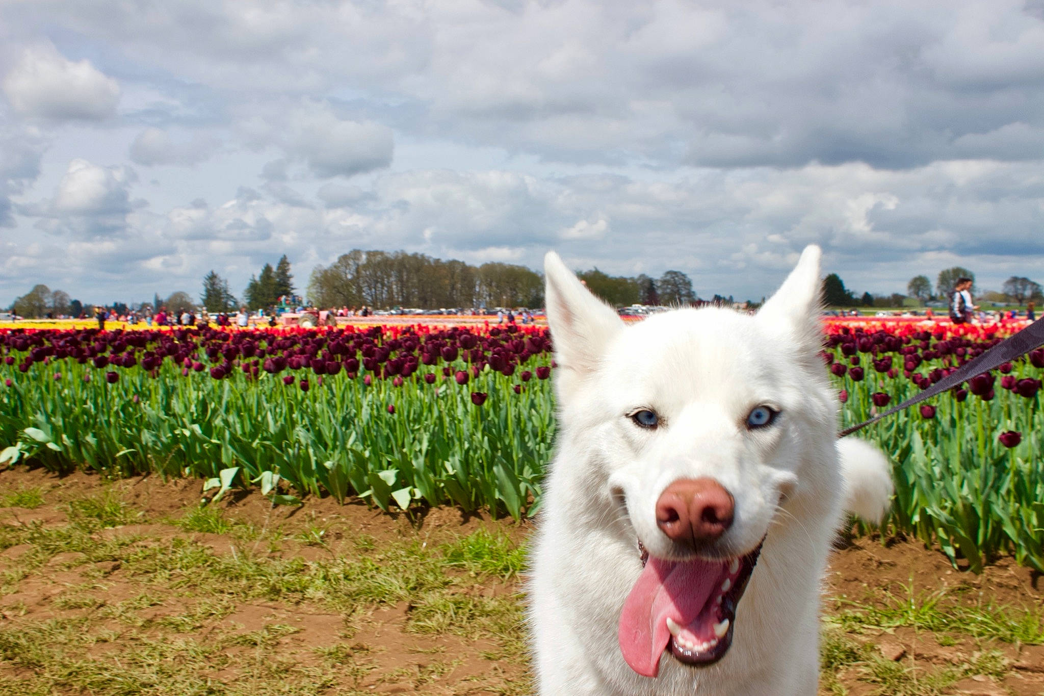 Leonidas is registered to the contest to win money with this photo: agriculture, carnivore, cloud, companion_dog, coquelicot, dog, dog_breed, field, flower, grass, grassland, happy, herding_dog, people_in_nature, plant, sky, soil, tree, walking, working_animal