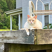 Finn is registered to the contest to win money with this photo: cat, animal, pet, cream_colored, blue_eyes, wooden_rail, porch, house, suburban, greenery, outdoor, relaxed, feline, resting, nature, daylight, quiet, watchful, mammal, domestic_animal