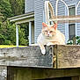cat, animal, pet, cream_colored, blue_eyes, wooden_rail, porch, house, suburban, greenery, outdoor, relaxed, feline, resting, nature, daylight, quiet, watchful, mammal, domestic_animal