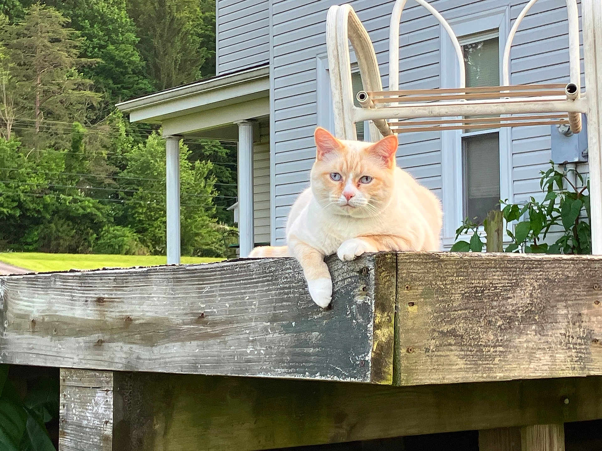 Finn