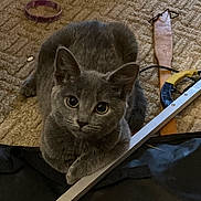 Misty joined the competition — help win amazing prizes! cat, kitten, gray_fur, carpet, indoor, pet, animal, big_eyes, curious, paws, wristband, tool, metal_rod, floor, resting, young_cat, domestic_animal, feline, close_up, cute