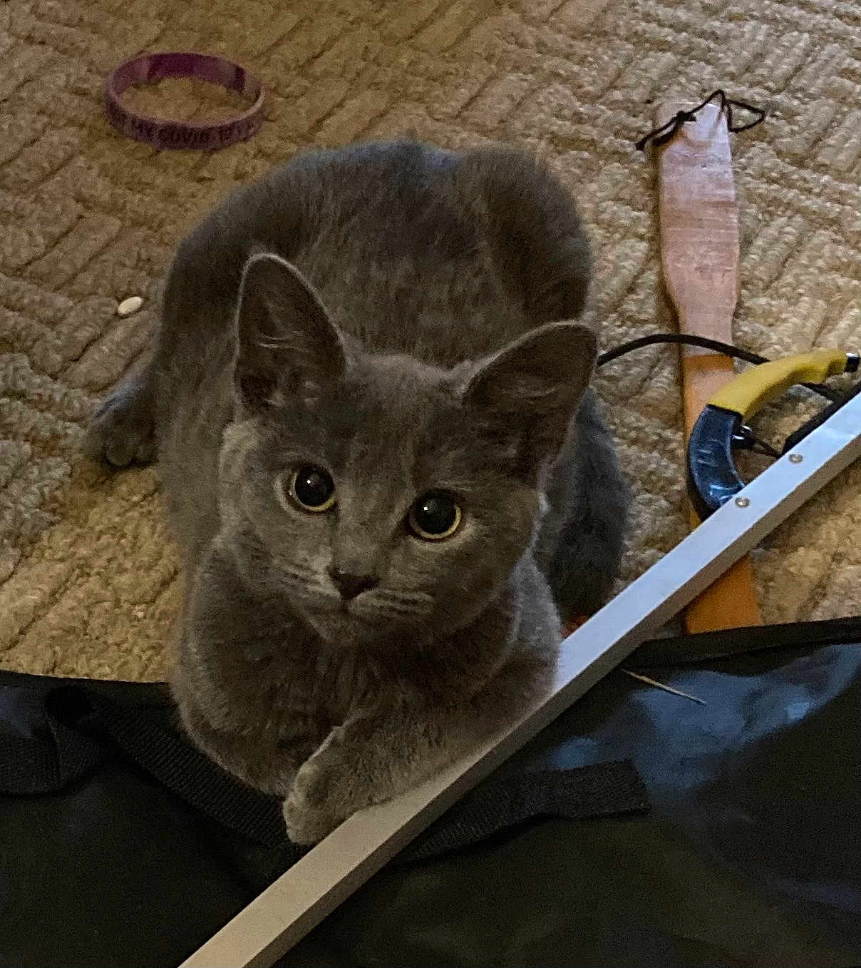 Misty joined the competition — help win amazing prizes! cat, kitten, gray_fur, carpet, indoor, pet, animal, big_eyes, curious, paws, wristband, tool, metal_rod, floor, resting, young_cat, domestic_animal, feline, close_up, cute