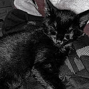 Ruby a rejoint le concours — aidez-le/la à gagner de superbes lots ! black_cat, sleeping_cat, plush_toy, clothes, indoor, cozy, pet, animal, feline, resting, soft_texture, domestic, cute, relaxed, fur, close_up, nap, companion, quiet, comfort