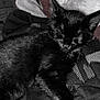 black_cat, sleeping_cat, plush_toy, clothes, indoor, cozy, pet, animal, feline, resting, soft_texture, domestic, cute, relaxed, fur, close_up, nap, companion, quiet, comfort