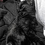 black_cat, kitten, sleeping, fur, pet, animal, cozy, resting, indoor, soft, clothing, blanket, close_up, cute, young, feline, relaxed, whiskers, paw, portrait