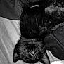 Ruby a rejoint le concours — aidez-le/la à gagner de superbes lots ! black_cat, sleeping, upside_down, fur, whiskers, pet, cozy, indoor, resting, relaxed, animal, mammal, cute, feline, closeup, soft_texture, bed, blanket, dark, nap