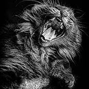 Onyx participe au concours pour gagner de l'argent avec cette photo : animal, black_and_white, cat, closeup, cute, dark_background, feline, fluffy, fur, mouth_open, pet, portrait, sharp, sleepy, teeth, texture, tongue, whiskers, wild, yawning