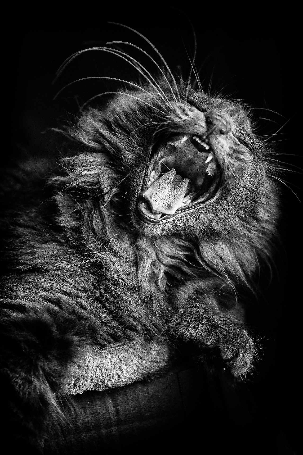 Onyx participe au concours pour gagner de l'argent avec cette photo : animal, black_and_white, cat, closeup, cute, dark_background, feline, fluffy, fur, mouth_open, pet, portrait, sharp, sleepy, teeth, texture, tongue, whiskers, wild, yawning