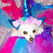 Snowflake is registered to the contest to win money with this photo: dog, unicorn_costume, tulle, blue_horn, pink, purple, white_dog, pet, cute, fluffy, animal, costume, fun, dress_up, celebration, portrait, indoor, playful, face, eyes