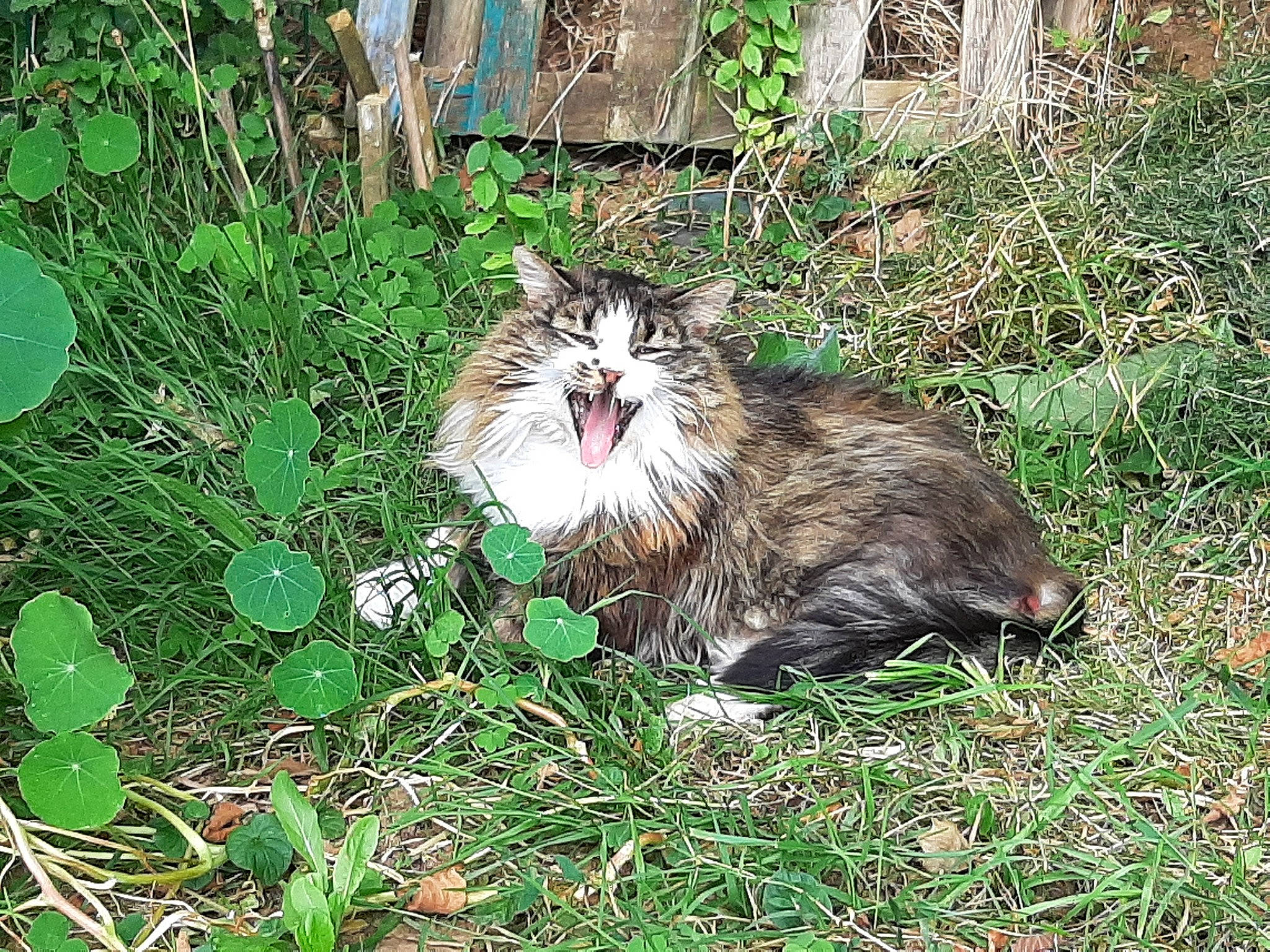Karma participe au concours pour gagner de l'argent avec cette photo : annual_plant, carnivore, cat, domestic_short_haired_cat, felidae, flowering_plant, fur, grass, groundcover, herb, herbaceous_plant, plant, small_to_medium_sized_cats, snout, tail, terrestrial_animal, terrestrial_plant, whiskers, wildlife