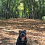 O'Neal a rejoint le concours — aidez-le/la à gagner de superbes lots ! dog, black_dog, forest, trees, leaves, path, nature, outdoor, happy, tongue_out, canine, smiling, sunlight, autumn, walking_path, animal, pet, sitting, harness, woodland