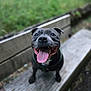 O'Neal a rejoint le concours — aidez-le/la à gagner de superbes lots ! dog, pet, bench, tongue_out, happy, smiling, outdoor, wood, nature, animal, canine, black_dog, sitting, closeup, grass, daylight, playful, cute, friendly, portrait