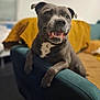 dog, smiling, couch, indoor, pet, happy, canine, furniture, blanket, domestic_animal, friendly, fur, nostalgic, mammal, tongue, relaxed, companion, paw, cute, animal