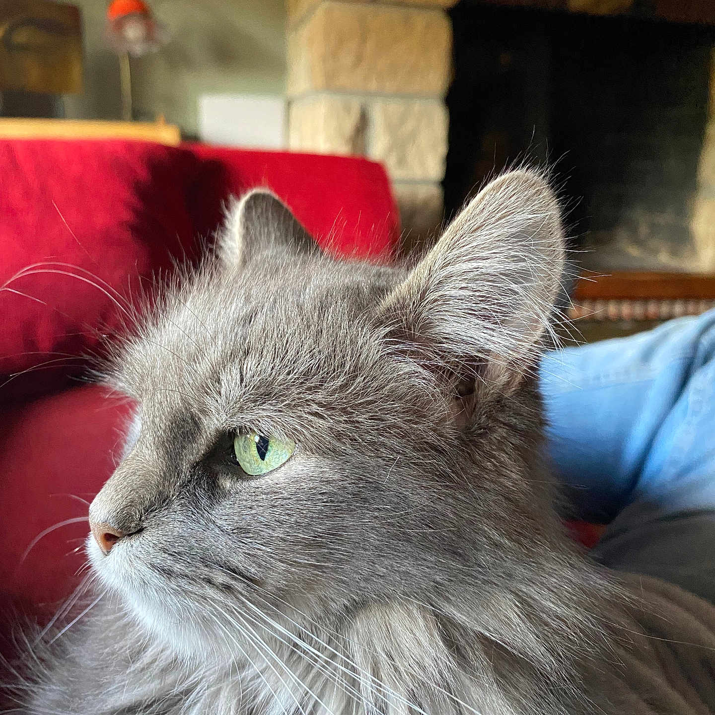 Poil a rejoint le concours — aidez-le/la à gagner de superbes lots ! background, cat, close_up, couch, cozy, domestic_cat, ear, feline, fluffy, fur, gray_cat, green_eyes, indoor, nose, pet, portrait, red_couch, relaxed, stone_fireplace, whiskers
