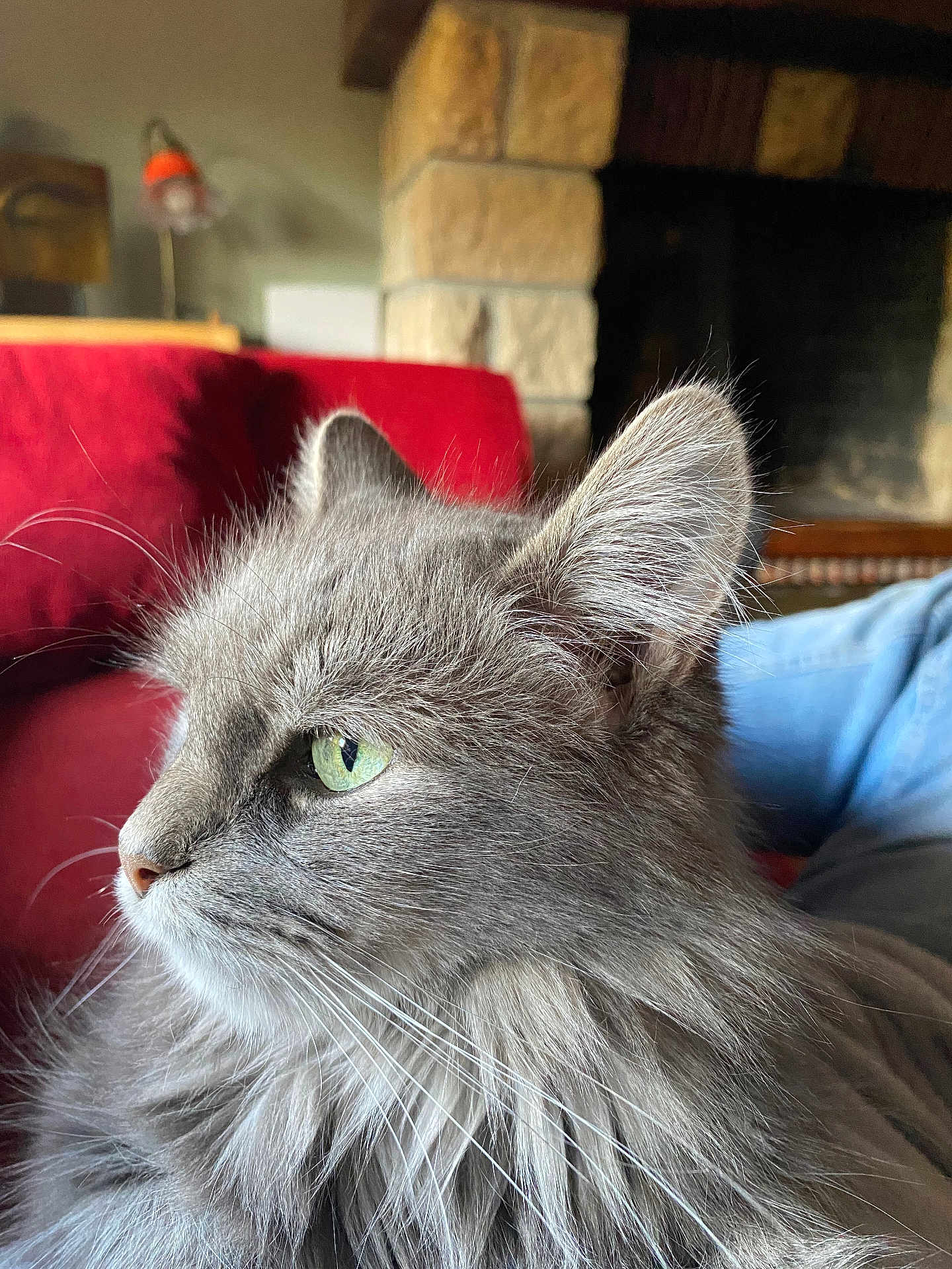 Poil a rejoint le concours — aidez-le/la à gagner de superbes lots ! cat, gray_cat, fluffy, green_eyes, indoor, portrait, close_up, feline, whiskers, ear, nose, fur, cozy, couch, red_couch, stone_fireplace, background, domestic_cat, pet, relaxed