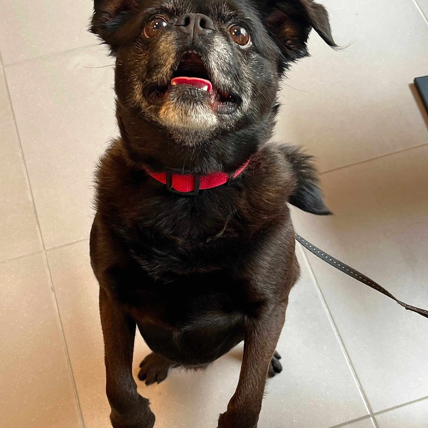 Mastoc a rejoint le concours — aidez-le/la à gagner de superbes lots ! accessories, animal, bodypart, bulldog, canine, collar, dog, hound, labradorretriever, leash, mouth, person, pet, policedog, pug, puppy, snout, strap, teeth, tile
