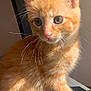 cat, kitten, orange_tabby, fur, whiskers, ears, eyes, pet, animal, cute, indoor, sunlight, close_up, sitting, small, young, adorable, feline, portrait, domestic_cat