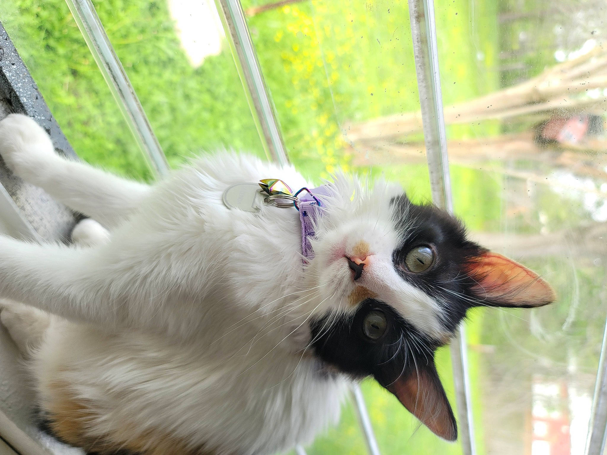 Glenda is registered to the contest to win money with this photo: animal_shelter, canidae, carnivore, cat, claw, collar, companion_dog, dog_breed, domestic_short_haired_cat, felidae, fur, grass, plant, small_to_medium_sized_cats, snout, sporting_group, tail, whiskers, wildlife, window