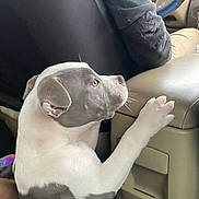 Kilo is registered to the contest to win money with this photo: puppy, dog, car_interior, center_console, steering_wheel, driver, black_jacket, blue_steering_wheel_cover, curious, two_tone_coat, sitting, paw, close_up, indoor, vehicle, leather_seat, pet, companion, road_trip, cute