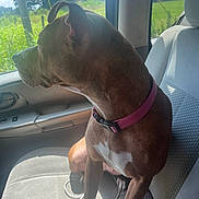 Maddie is registered to the contest to win money with this photo: animal, brown_dog, car_interior, car_seat, charging_cable, collar, daylight, dog, domestic_animal, greenery, inside_car, looking_out_window, nature, pet, relaxed, seat, side_view, sunlight, vehicle, window