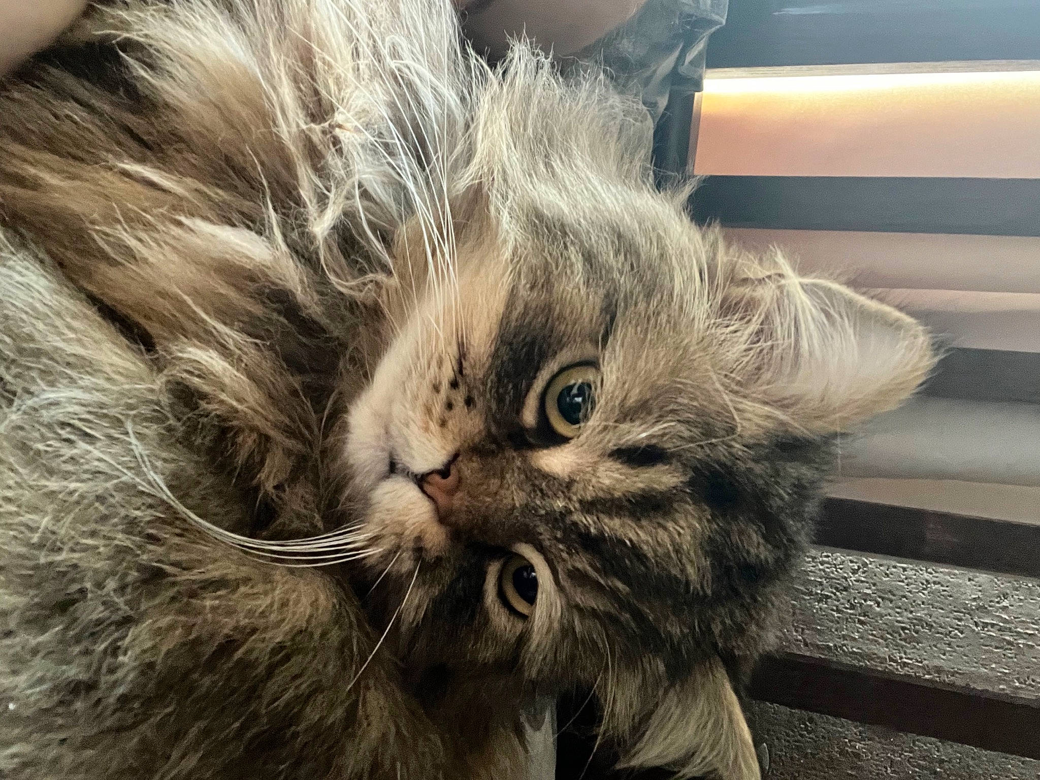 Aslan is registered to the contest to win money with this photo: carnivore, cat, claw, comfort, domestic_short_haired_cat, felidae, fur, grey, maine_coon, paw, small_to_medium_sized_cats, snout, tail, terrestrial_animal, whiskers