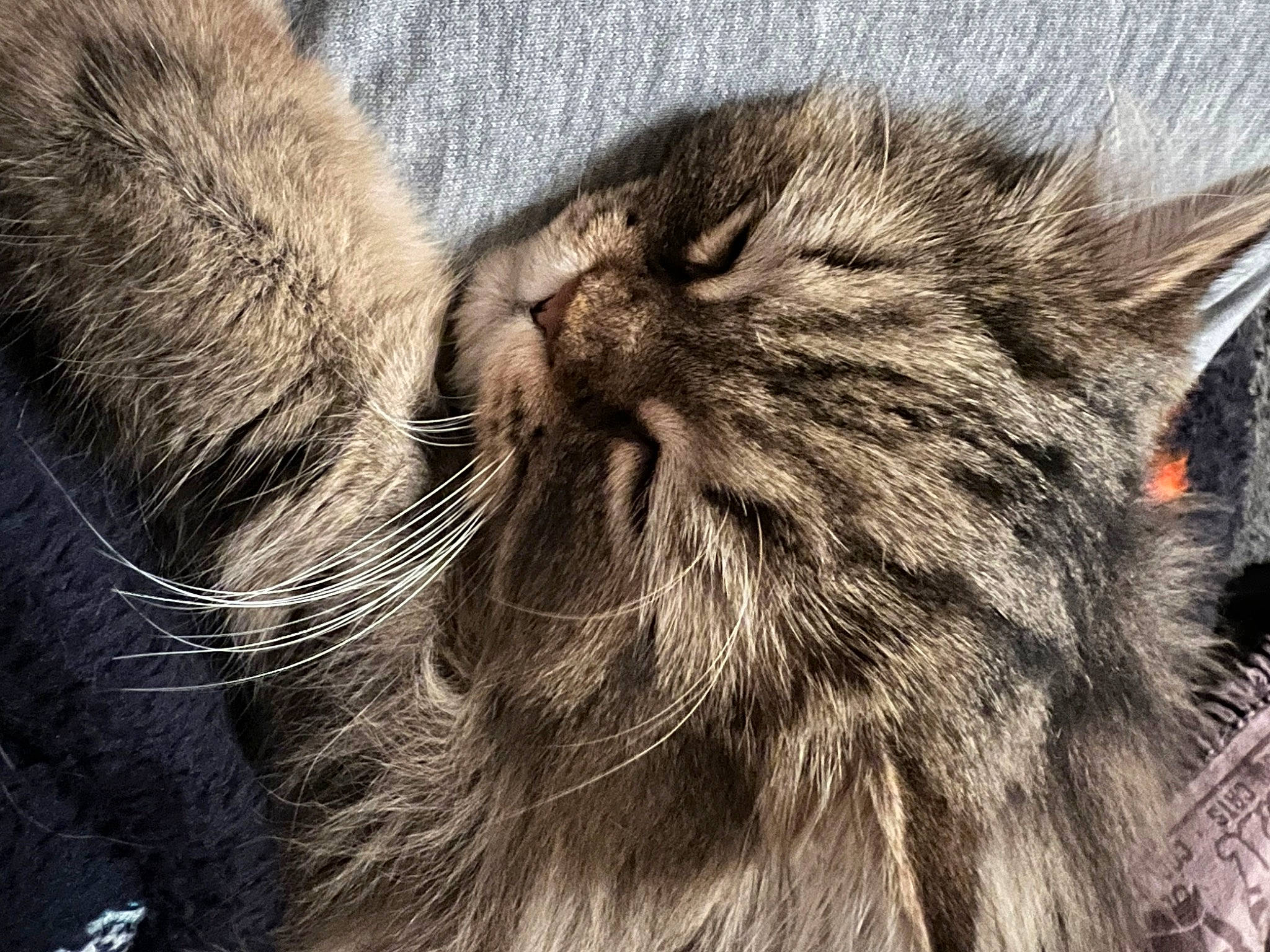 Aslan is registered to the contest to win money with this photo: carnivore, cat, claw, close_up, comfort, domestic_short_haired_cat, felidae, fur, grey, nap, natural_material, paw, small_to_medium_sized_cats, snout, tail, terrestrial_animal, whiskers, wildlife