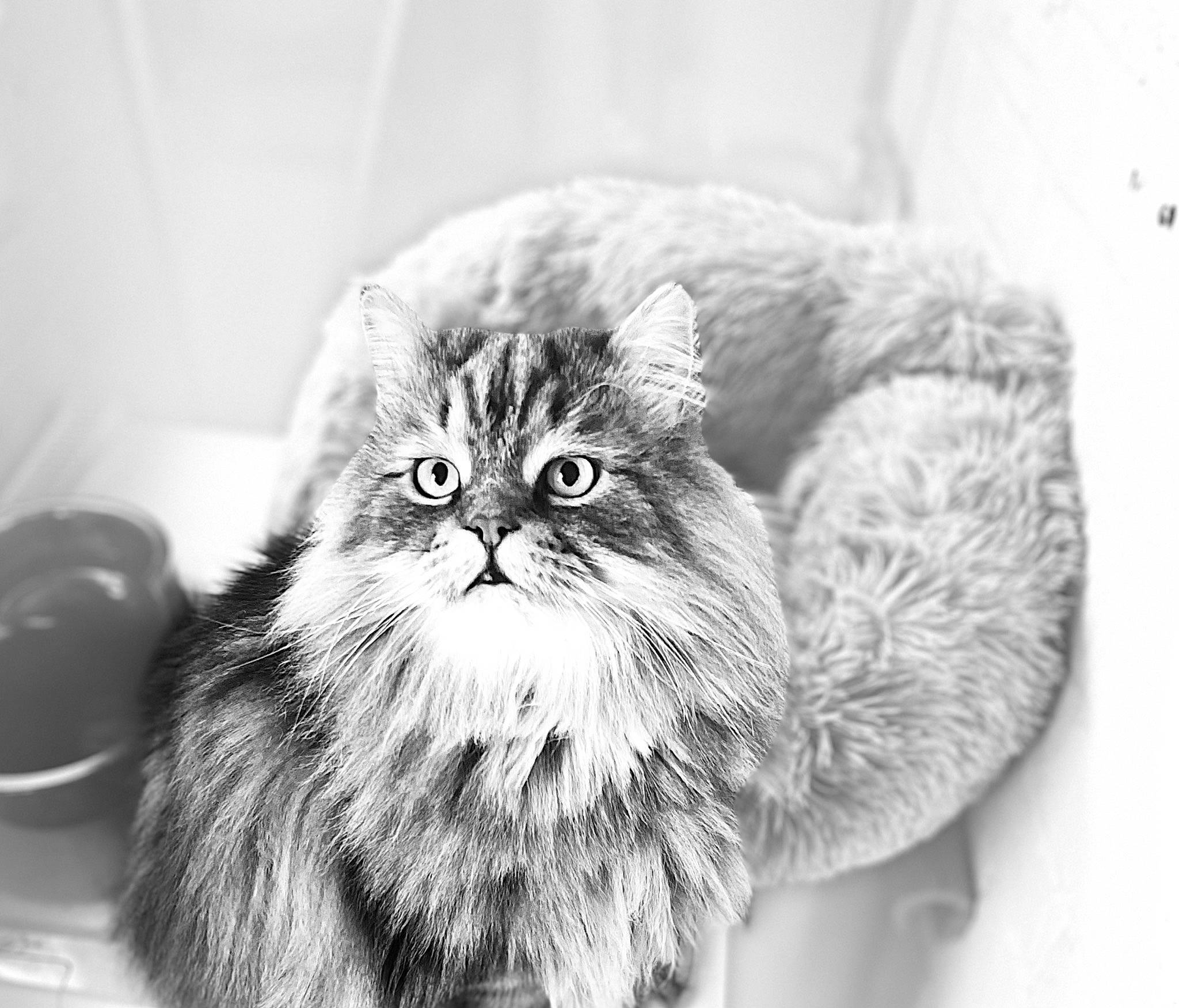 Aslan joined the competition — help win amazing prizes! carnivore, cat, claw, domestic_short_haired_cat, eye, felidae, fur, grey, hair, head, iris, monochrome, monochrome_photography, plant, small_to_medium_sized_cats, snout, still_life_photography, terrestrial_animal, whiskers, window