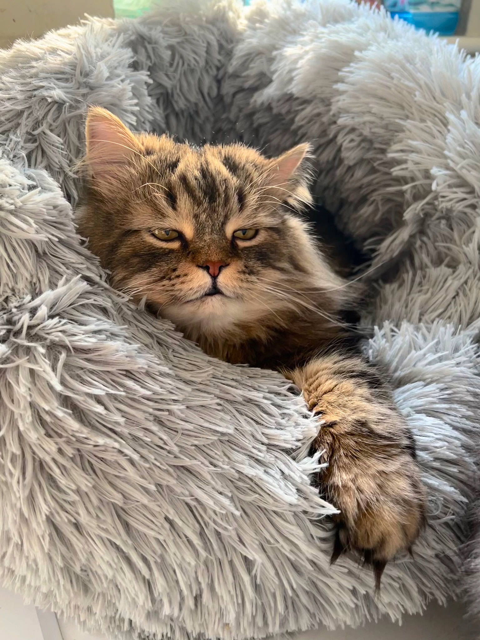 Aslan is registered to the contest to win money with this photo: carnivore, cat, claw, domestic_short_haired_cat, event, fawn, felidae, fur, maine_coon, paw, plant, small_to_medium_sized_cats, snout, tail, terrestrial_animal, whiskers, wildlife