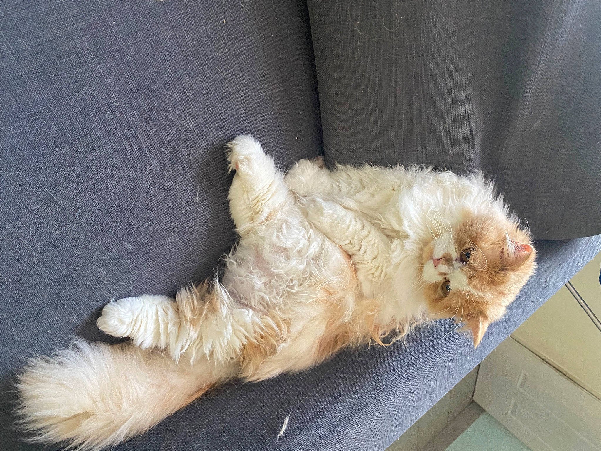 Charly a rejoint le concours — aidez-le/la à gagner de superbes lots ! canidae, carnivore, claw, companion_dog, dog, dog_breed, fawn, felidae, fur, paw, puppy, small_terrier, small_to_medium_sized_cats, snout, sporting_group, tail, terrier, toy_dog, whiskers, working_animal