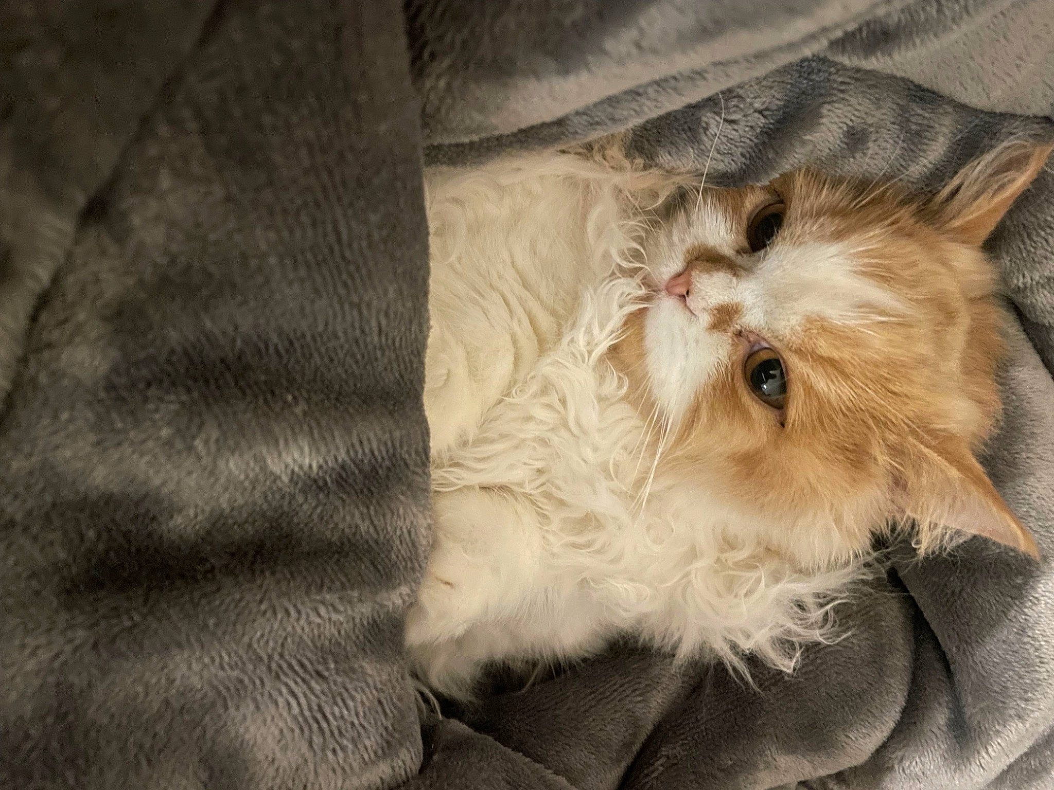 Charly participe au concours pour gagner de l'argent avec cette photo : canidae, carnivore, cat, claw, comfort, companion_dog, dog_breed, felidae, fur, paw, small_to_medium_sized_cats, snout, sporting_group, tail, terrestrial_animal, toy_dog, whiskers