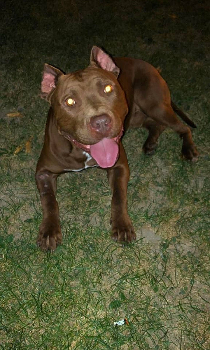 Jengo a rejoint le concours — aidez-le/la à gagner de superbes lots ! american_pit_bull_terrier, american_staffordshire_terrier, bull_and_terrier, canidae, canis_panther, carnivore, dog, dog_breed, ear, fawn, liver, mammal, non_sporting_group, nose, pit_bull, rare_breed_dog, snout, sporting_group, vertebrate