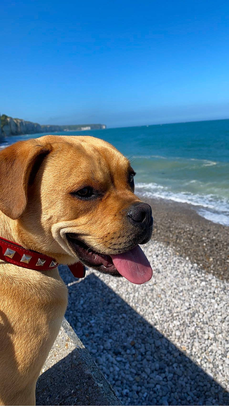 Brako participe au concours pour gagner de l'argent avec cette photo : beach, canidae, carnivore, collar, companion_dog, dog, dog_breed, dog_collar, fawn, horizon, landscape, leash, ocean, pet_supply, sky, snout, sporting_group, water, wind_wave, working_animal