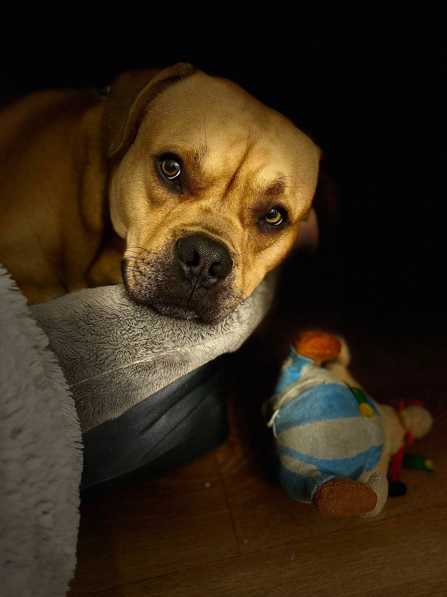 Brako a rejoint le concours — aidez-le/la à gagner de superbes lots ! canidae, carnivore, comfort, companion_dog, dog, dog_breed, dog_clothes, dog_supply, fawn, fur, non_sporting_group, pet_supply, puppy, snout, sporting_group, terrestrial_animal, toy_dog, whiskers, working_animal, wrinkle