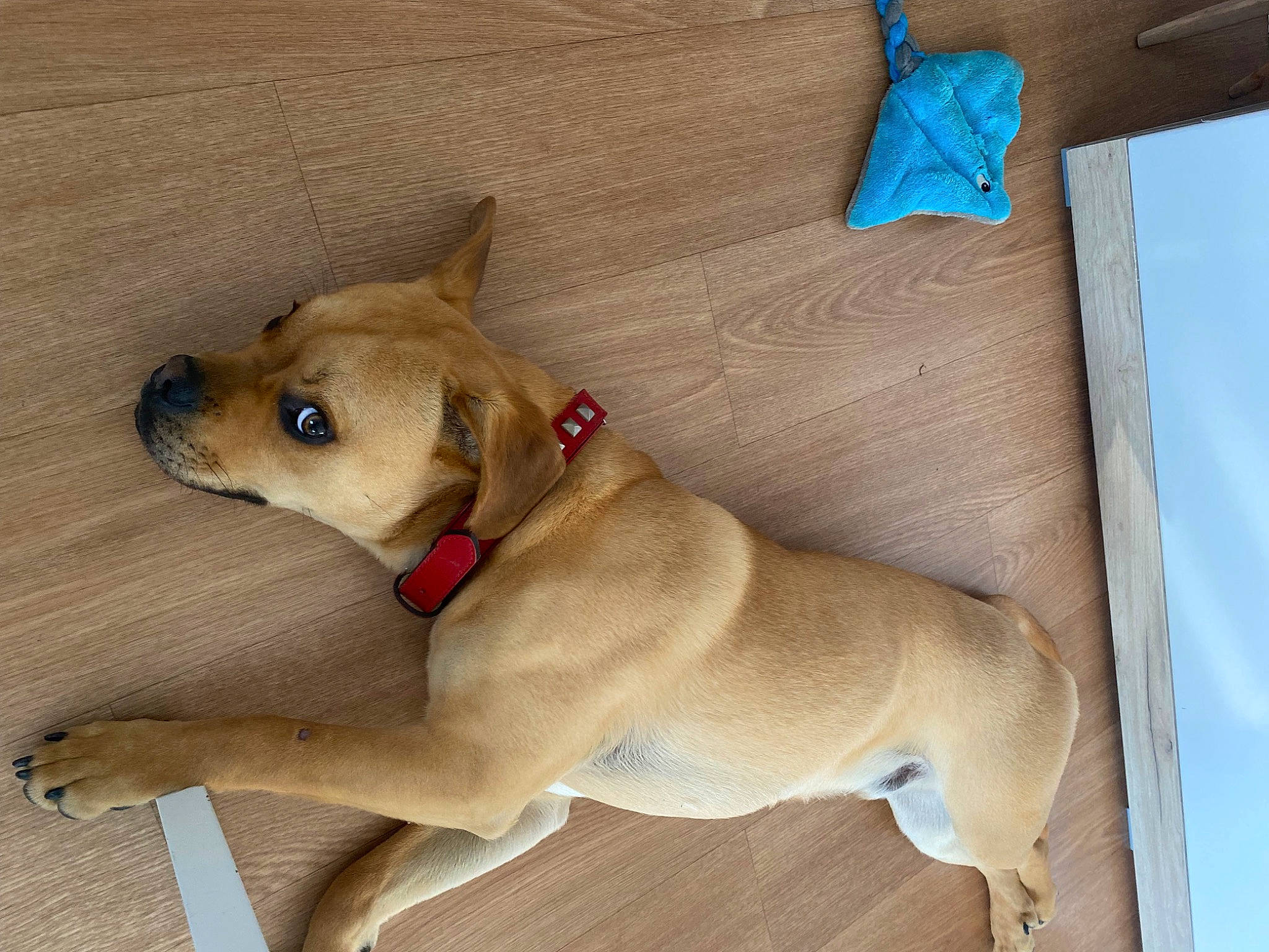 Brako a rejoint le concours — aidez-le/la à gagner de superbes lots ! ancient_dog_breeds, canidae, carnivore, collar, companion_dog, dog, dog_breed, dog_collar, dog_supply, fawn, liver, non_sporting_group, paw, pet_supply, snout, sporting_group, tail, toy_dog, working_animal