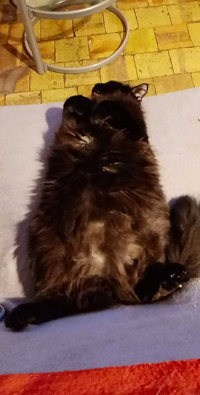 Salem a rejoint le concours — aidez-le/la à gagner de superbes lots ! black_cat, british_longhair, canidae, carnivore, cat, claw, comfort, companion_dog, dog_breed, felidae, flooring, fur, paw, sitting, small_to_medium_sized_cats, tail, terrestrial_animal, whiskers