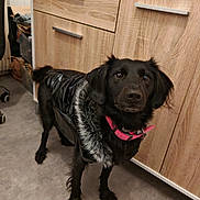 Peluche a rejoint le concours — aidez-le/la à gagner de superbes lots ! animal, black_dog, cabinet, coat, curious, dog, domestic, ears, eyes, floor, flooring, fur, furry_collar, household, indoor, looking, pet, pink_collar, standing, wooden_cabinet