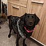 animal, black_dog, cabinet, coat, curious, dog, domestic, ears, eyes, floor, flooring, fur, furry_collar, household, indoor, looking, pet, pink_collar, standing, wooden_cabinet